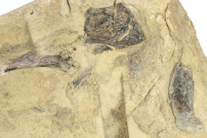 Plate of Fossil Pterosaur (Pteranodon) Bones - Kansas #228299